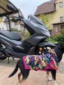 2019 Honda Honda PCX 125 - 11 200 km - Náhled 3